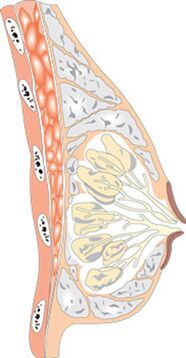 D'Struktur vun der weiblech Brust