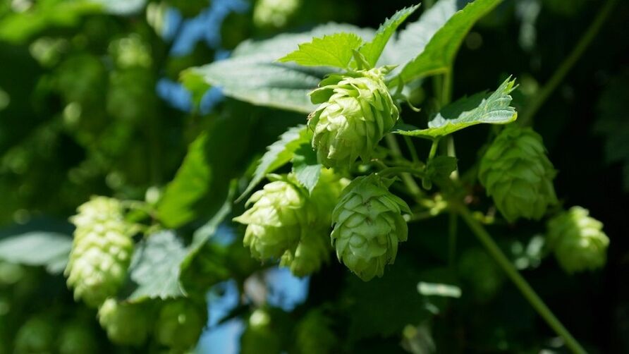 Hopkegel fir Erliefnes Erweiderung